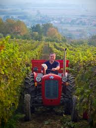 Vinograd OPG Perić